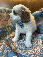 Crash , a male Cavapoo for sale in Carlsbad, CA – 6 of 10