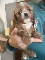 Light red Cavapoo girl with White 2, a female Cavapoo for sale in Carlsbad, CA – 5 of 10