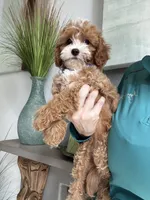 Poppy, a female Cavapoo for sale in Carlsbad, CA – 4 of 10