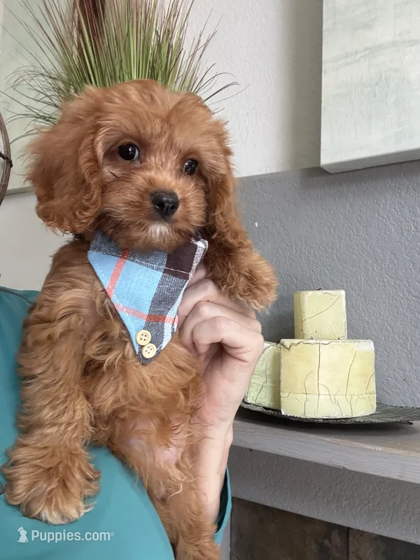 Kevin  – Cavapoo puppy for sale in Carlsbad, CA