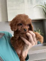 Bacon, a male Cavapoo for sale in Carlsbad, CA – 5 of 10