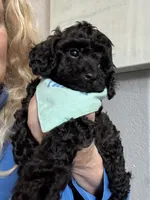 Rare black Toy Cavapoo boy 3, a male Cavapoo for sale in Carlsbad, CA – 3 of 10