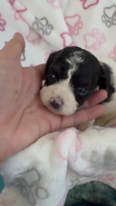 Toy Cavapoo girl 1, a female Cavapoo for sale in Carlsbad, CA – 10 of 10