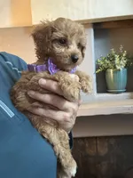 Tiny Toy Cavapoo girl Pumpkin , a female Cavapoo for sale in Carlsbad, CA – 8 of 10