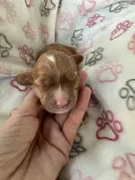 Butterscotch, a female Cavapoo for sale in Carlsbad, CA – 5 of 8