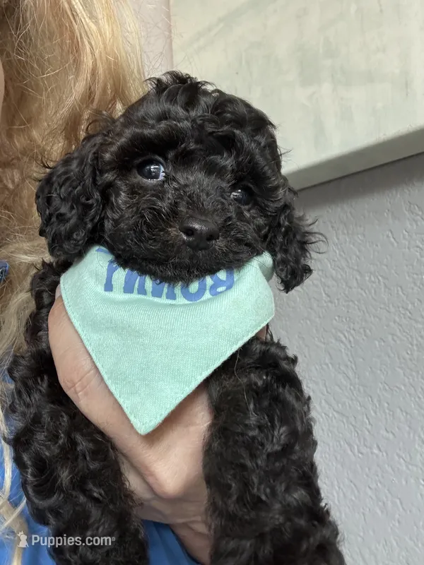 Rare black Toy Cavapoo boy 3 – Cavapoo puppy for sale in Carlsbad, CA
