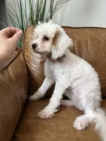 Fiona , a female Cavapoo for sale in Carlsbad, CA – 6 of 10