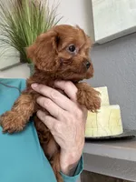 Bacon, a male Cavapoo for sale in Carlsbad, CA – 2 of 10