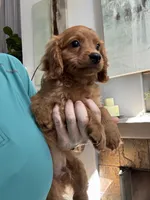 Toby, a male Cavapoo for sale in Carlsbad, CA – 6 of 10