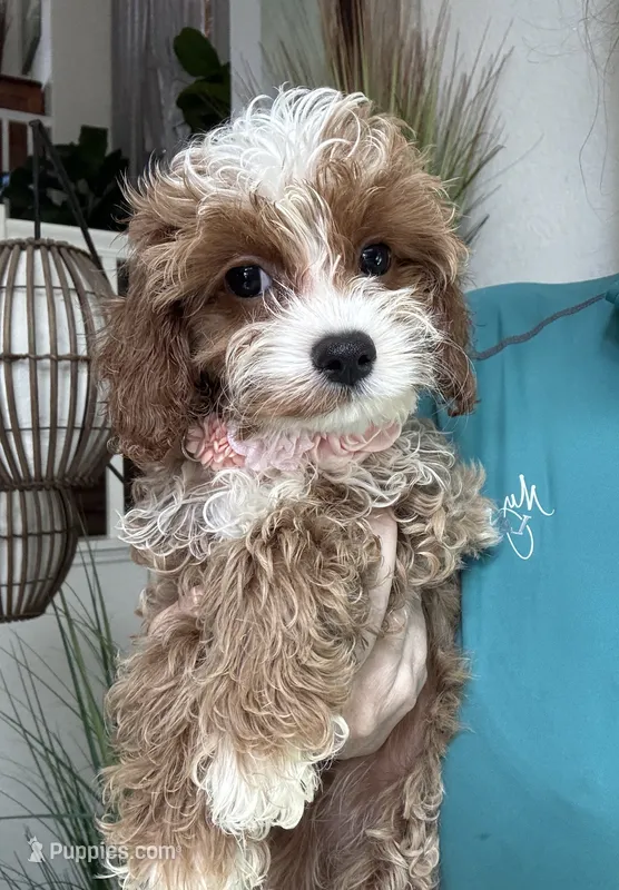 Maggie – Cavapoo puppy for sale in Carlsbad, CA