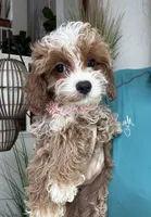 Maggie, a female Cavapoo for sale in Carlsbad, CA – 1 of 8