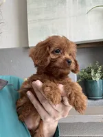 Maize , a female Cavapoo for sale in Carlsbad, CA – 4 of 10