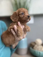 Buddy, a male Cavapoo for sale in Carlsbad, CA – 10 of 10