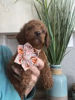 Little Red- Toy Cavapoo girl , a female Cavapoo for sale in Carlsbad, CA – 9 of 9