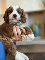 Henry, a male Cavapoo for sale in Carlsbad, CA – 3 of 10