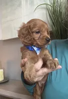 Toby red Cavapoo boy , a male Cavapoo for sale in Carlsbad, CA – 7 of 10