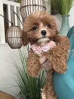 Fanny, a female Cavapoo for sale in Carlsbad, CA – 7 of 10