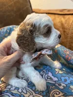 Minnie, a female Cavapoo for sale in Carlsbad, CA – 8 of 10