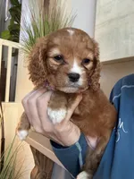 Lucy, a female Cavapoo for sale in Carlsbad, CA – 6 of 10