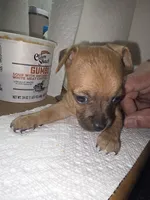Don't have name yet, a female Chihuahua for sale in Del Valle, TX – 1 of 5