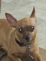 No name deer head chihuahua , a male Chihuahua for sale in Del Valle, TX – 5 of 8