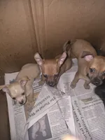 No name deer head chihuahua , a male Chihuahua for sale in Del Valle, TX – 3 of 8