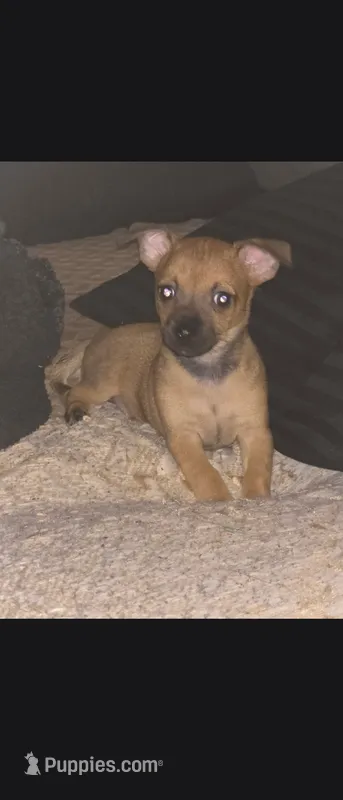 Don't have name yet – Chihuahua puppy for sale in Del Valle, TX