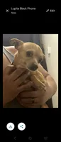 No name deer head chihuahua , a male Chihuahua for sale in Del Valle, TX – 4 of 8
