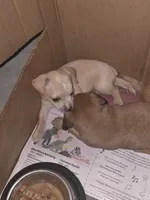 Don't have name yet, a male Chihuahua for sale in Del Valle, TX – 4 of 6