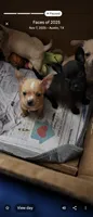 No name deer head chihuahua , a male Chihuahua for sale in Del Valle, TX – 7 of 8