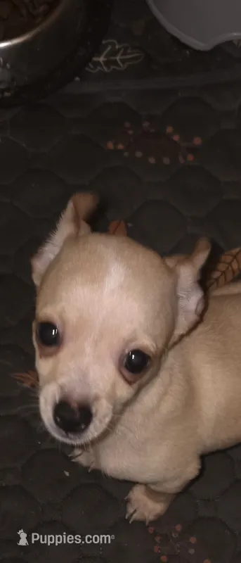 No name deer head chihuahua  – Chihuahua puppy for sale in Del Valle, TX