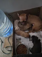 Don't have name yet, a female Chihuahua for sale in Del Valle, TX – 4 of 5
