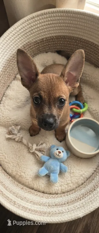 Don't have name yet – Chihuahua puppy for sale in Del Valle, TX