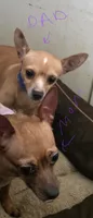 Don't have name yet, a male Chihuahua for sale in Del Valle, TX – 3 of 6