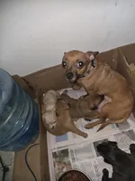 Don't have name yet, a female Chihuahua for sale in Del Valle, TX – 5 of 5