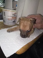 Don't have name yet, a female Chihuahua for sale in Del Valle, TX – 3 of 5