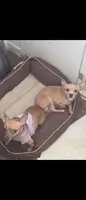 No name deer head chihuahua , a male Chihuahua for sale in Del Valle, TX – 6 of 8