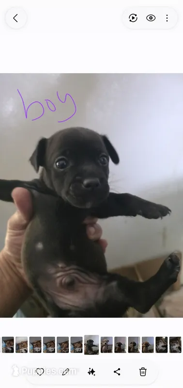 Don't have name yet – Chihuahua puppy for sale in Del Valle, TX