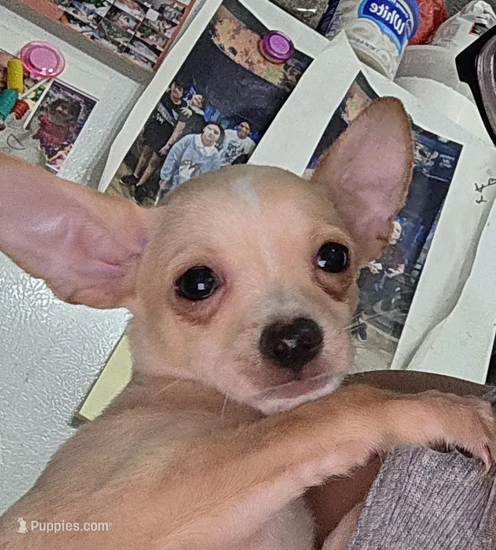 No name deer head chihuahua  – Chihuahua puppy for sale in Del Valle, TX