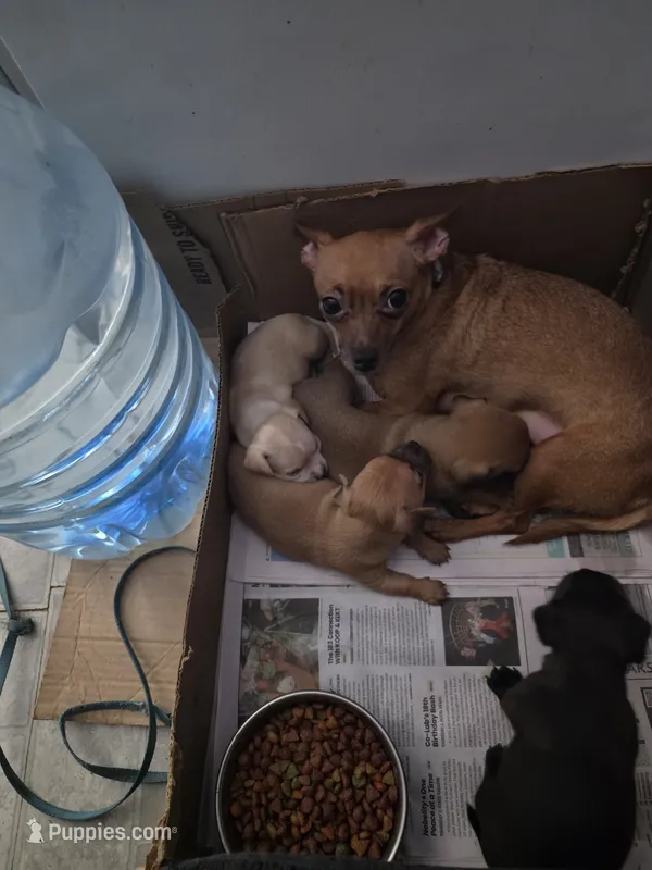 Don't have name yet – Chihuahua puppy for sale in Del Valle, TX