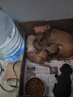 Don't have name yet, a female Chihuahua for sale in Del Valle, TX – 2 of 5