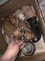 Don't have name yet, a male Chihuahua for sale in Del Valle, TX – 6 of 6