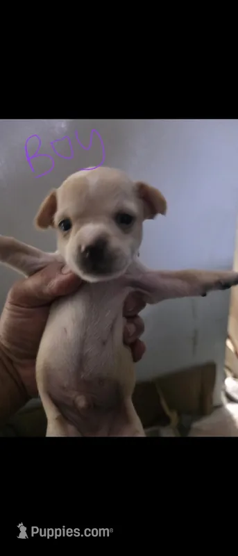 Don't have name yet – Chihuahua puppy for sale in Del Valle, TX