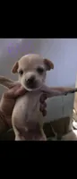 Don't have name yet, a male Chihuahua for sale in Del Valle, TX – 2 of 6