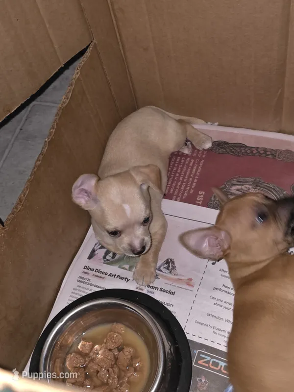 Don't have name yet – Chihuahua puppy for sale in Del Valle, TX