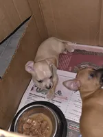 Don't have name yet, a male Chihuahua for sale in Del Valle, TX – 1 of 6
