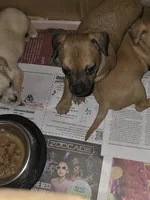 Don't have name yet, a male Chihuahua for sale in Del Valle, TX – 4 of 5