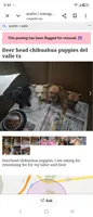 No name deer head chihuahua , a male Chihuahua for sale in Del Valle, TX – 2 of 8