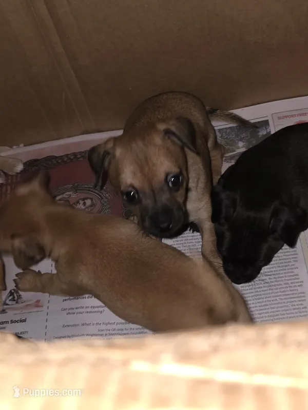 Don't have name yet – Chihuahua puppy for sale in Del Valle, TX