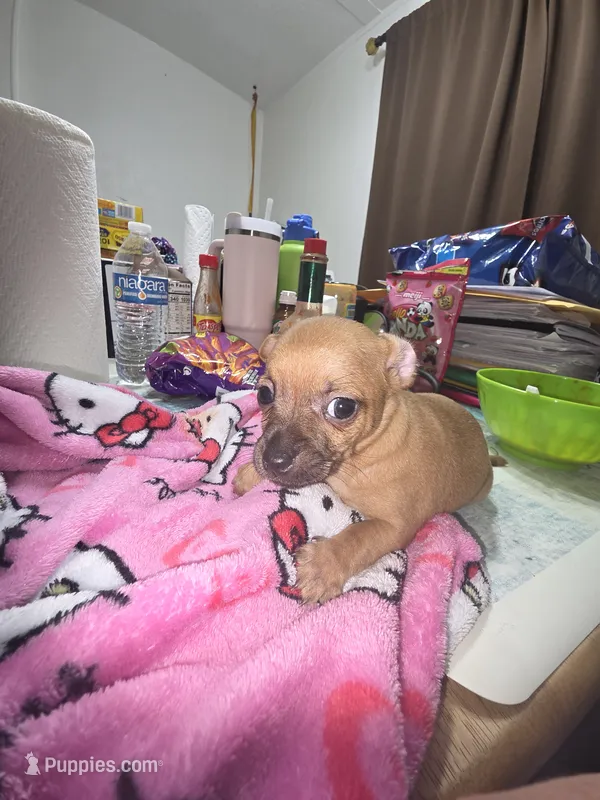 Don't have name yet – Chihuahua puppy for sale in Del Valle, TX